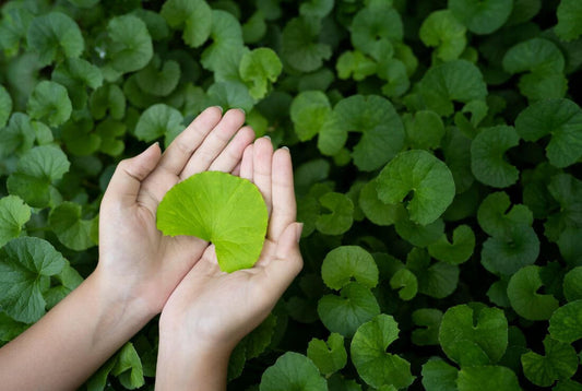 Che cosa è la Centella Asiatica? Perchè si chiama cosi?